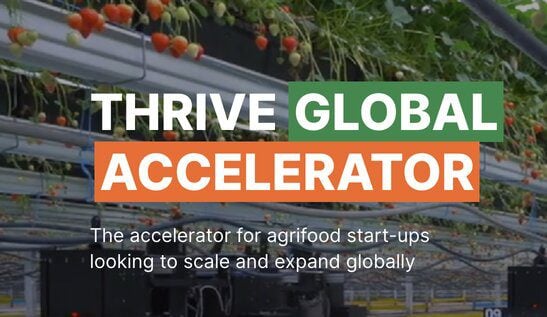 thrive-global-accelerator-program-2024
